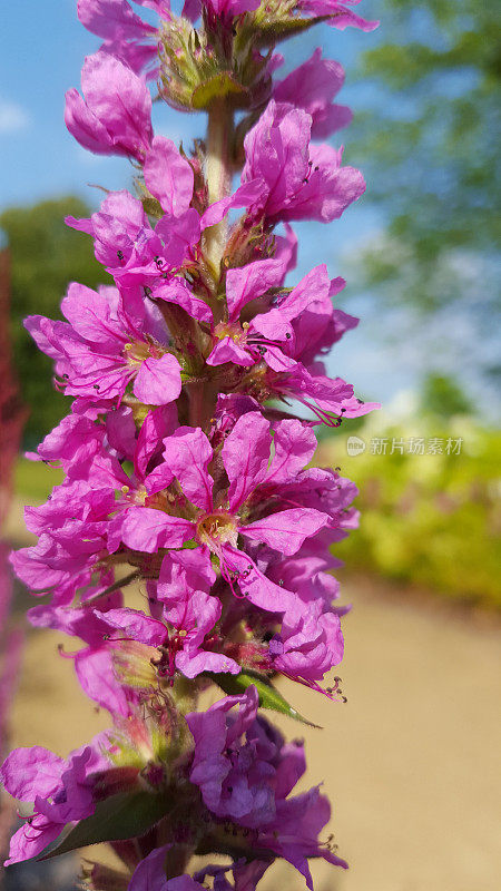 Lythrum salicaria在夏天开花